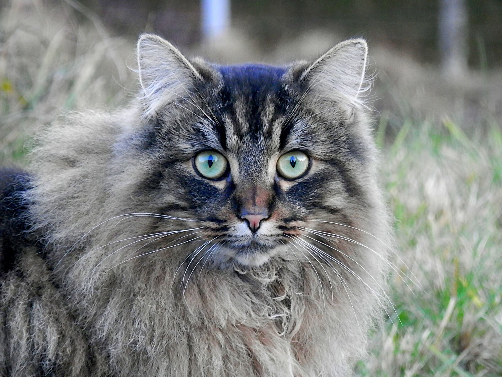 Olympus SZ-14 sample photo. Cat, german longhaired pointer photography