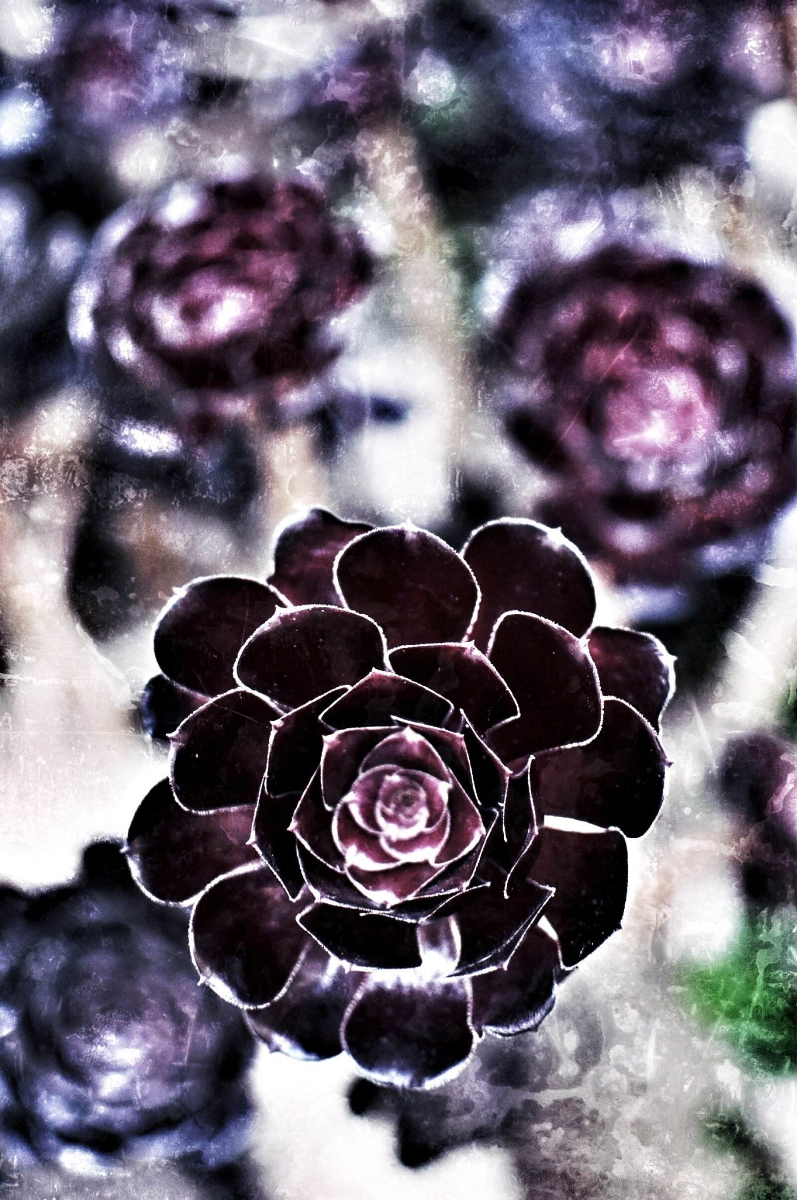 Nikon D90 sample photo. Floral, petals, nature photography