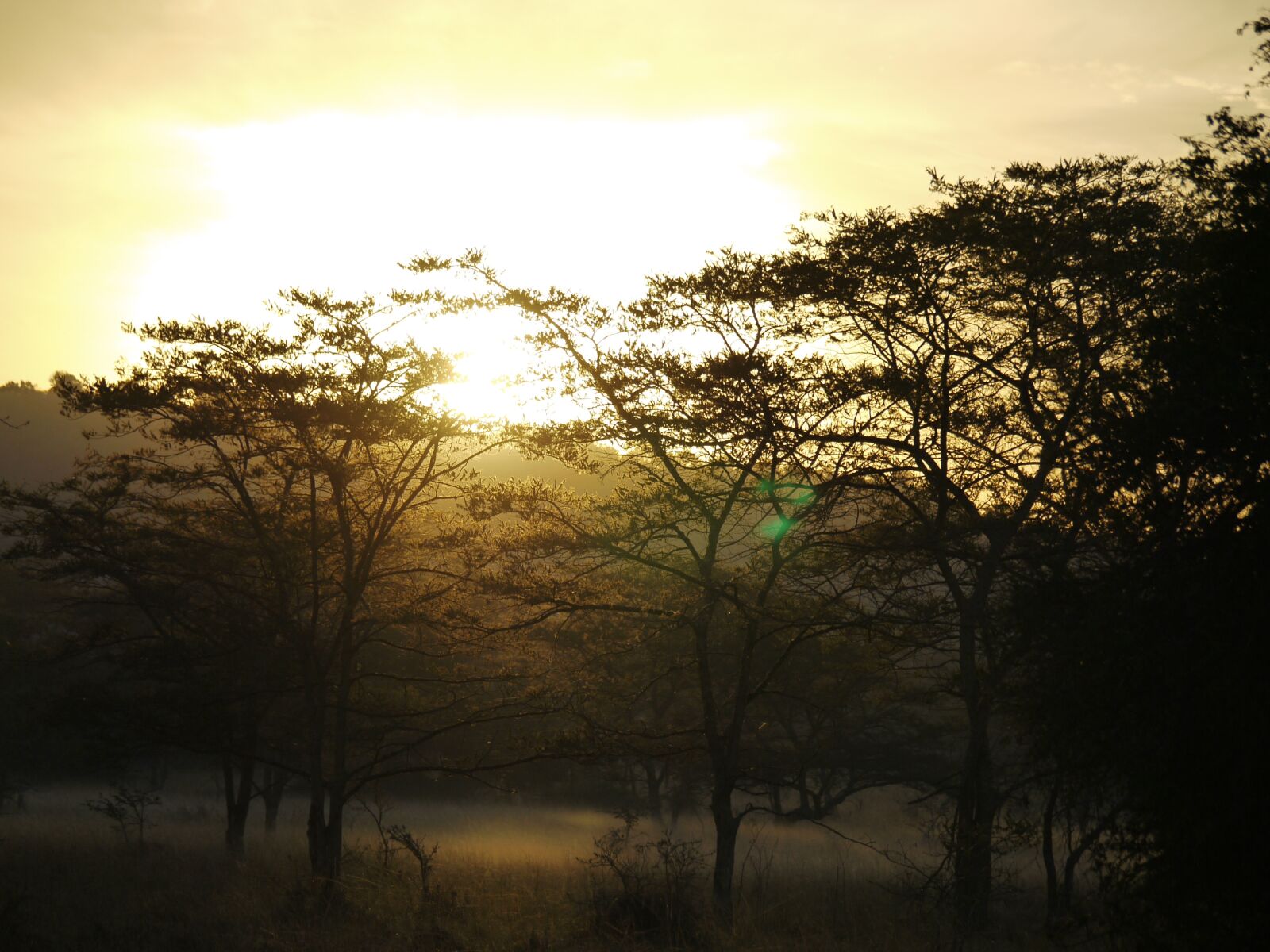 Panasonic Lumix DMC-G1 sample photo. Acacia wood, morgenstimmung, uganda photography