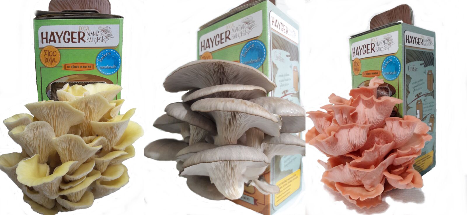 Samsung Galaxy J7 sample photo. Color oyster mushrooms, natural photography