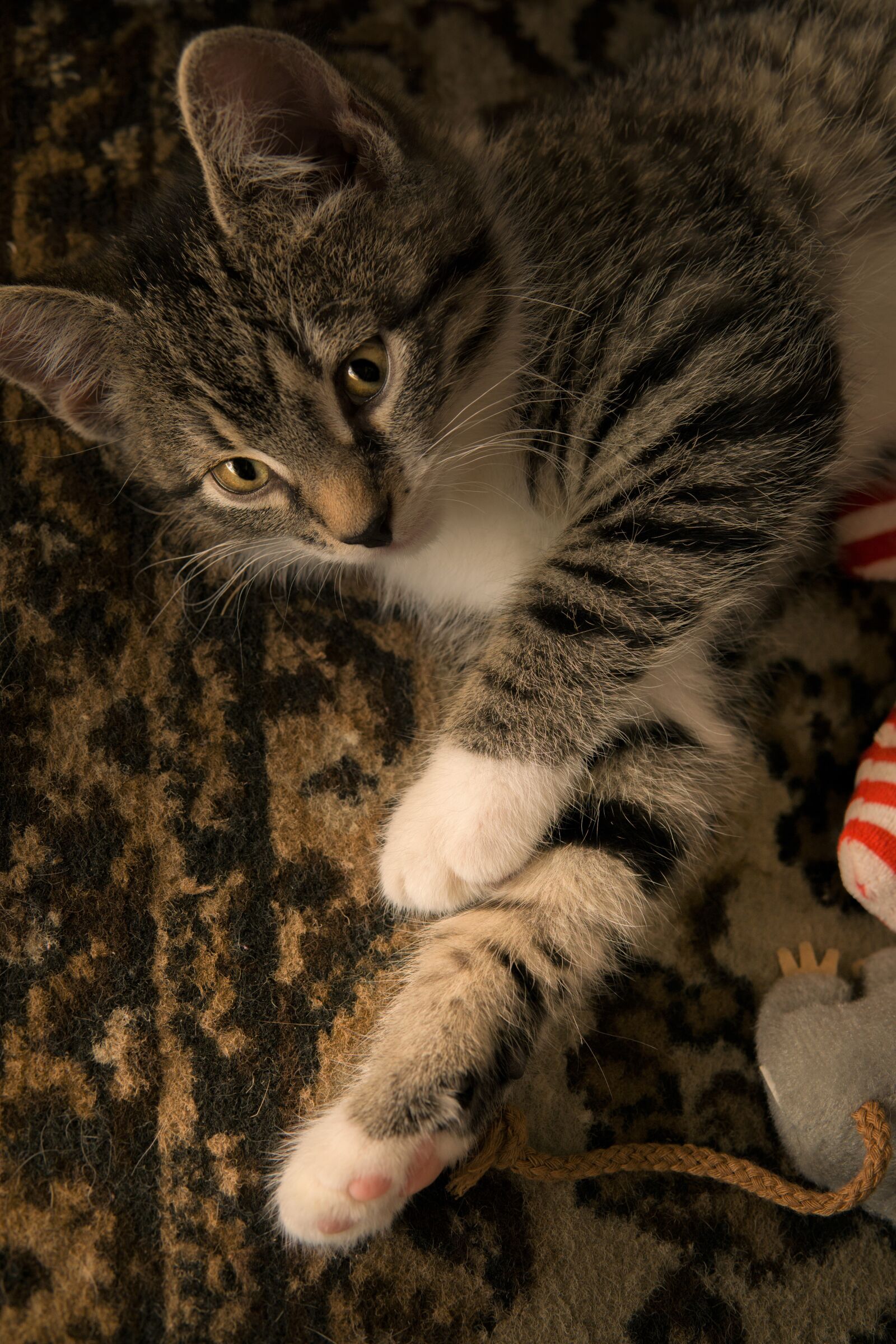 30mm F1.4 DC DN | Contemporary 016 sample photo. Cat, small, mackerel photography