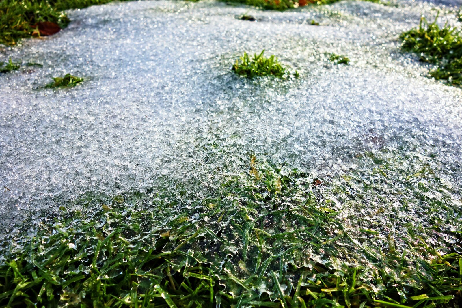 Sony Cyber-shot DSC-RX100 sample photo. Ice, frozen, frozen grass photography