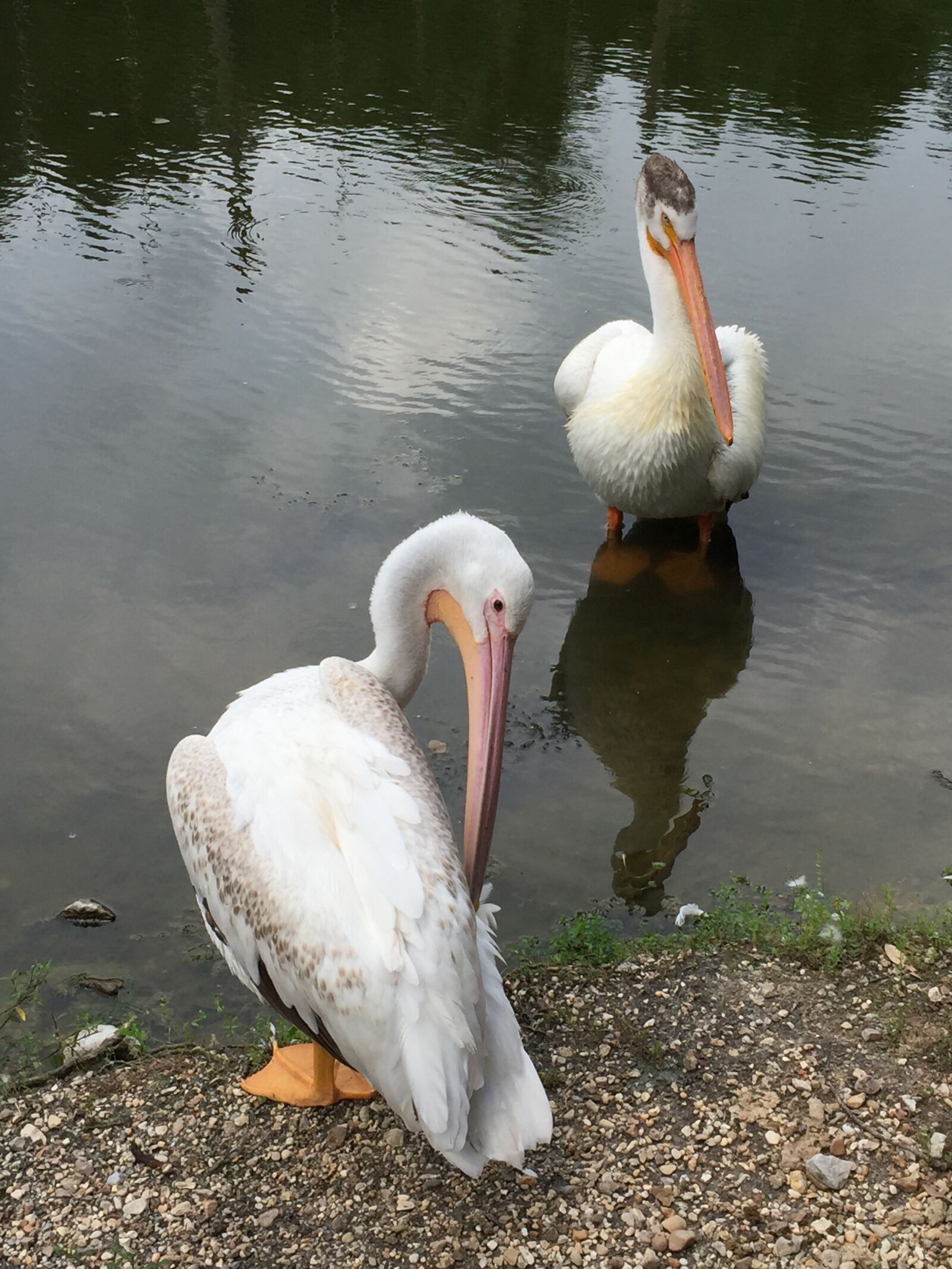 iPhone 6 Plus back camera 4.15mm f/2.2 sample photo. Bird, zoo, park photography