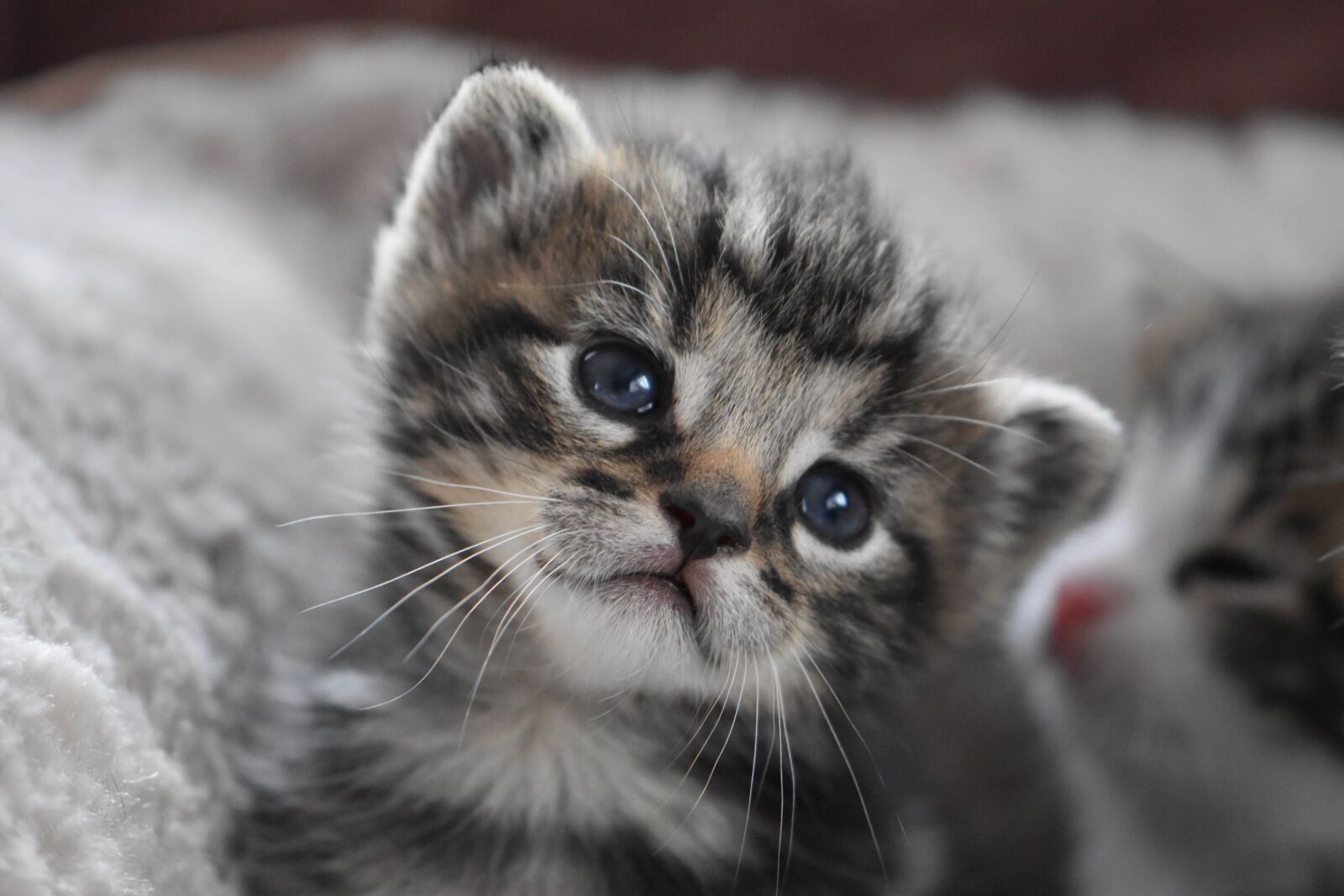 Nikon D5600 sample photo. Cat baby, kitten, cat photography