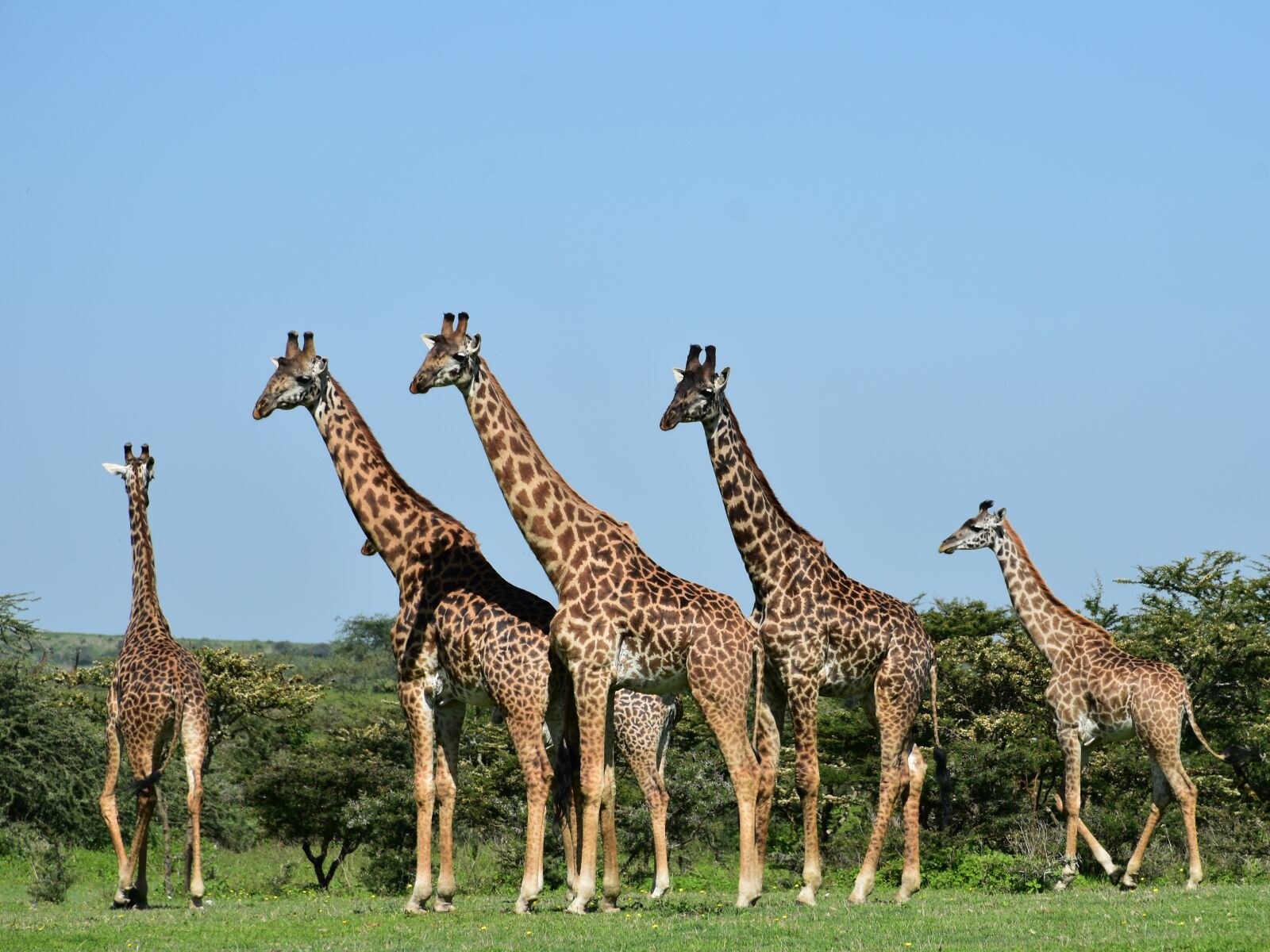 Nikon D7200 sample photo. Tanzania, africa, animals photography