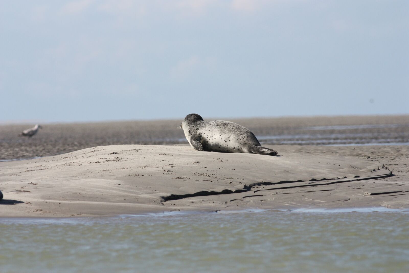 Canon EOS 450D (EOS Rebel XSi / EOS Kiss X2) sample photo. The common seal, phoque photography