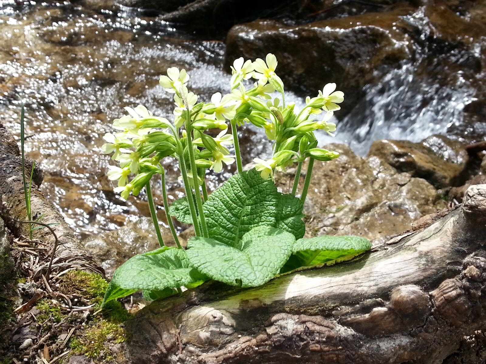 Samsung Galaxy S3 sample photo. Cowslip, flower, water photography
