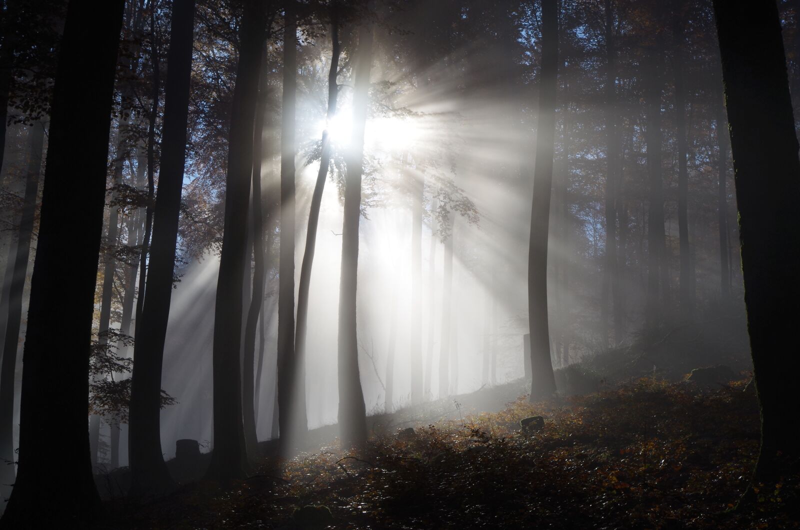 Pentax K-30 sample photo. Forest, fog, autumn photography
