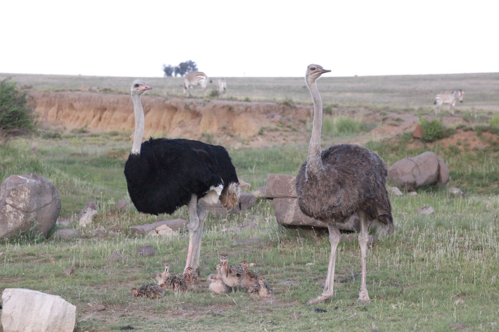 Canon EOS 5D Mark II sample photo. Bouquet, ostriches, bird photography