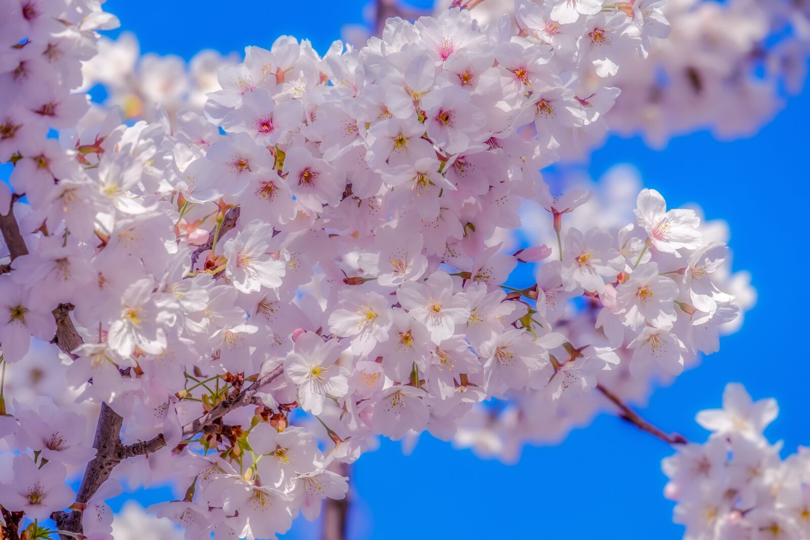 Fujifilm XF 55-200mm F3.5-4.8 R LM OIS sample photo. Japanese cherry, tree, spring photography