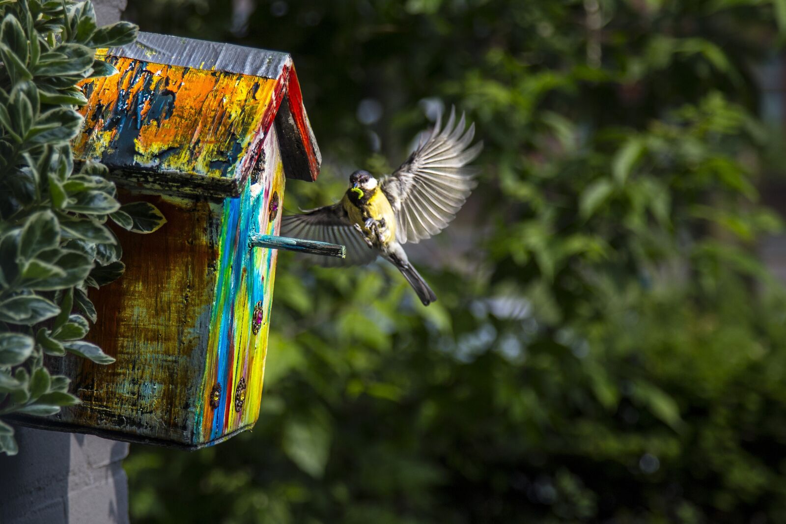 Canon EOS 6D + Canon EF 24-105mm F4L IS USM sample photo. Spring summer, tit, bug photography