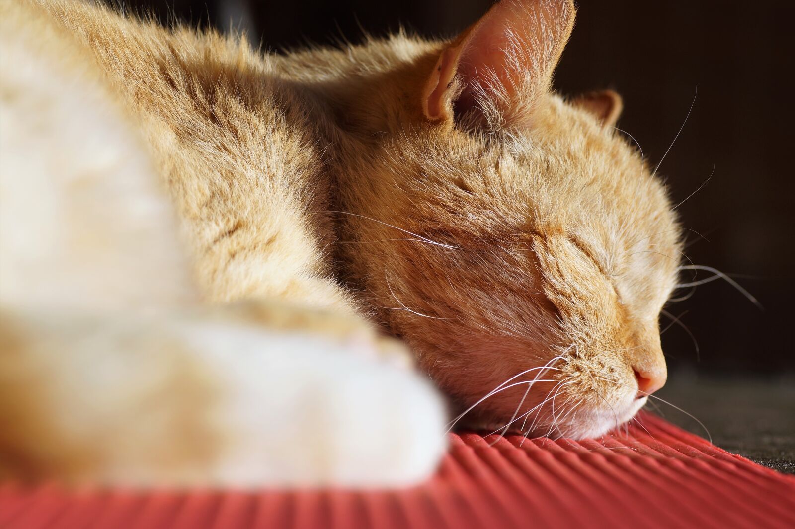 Sony SLT-A58 sample photo. Cat, tomcat, sleeping photography