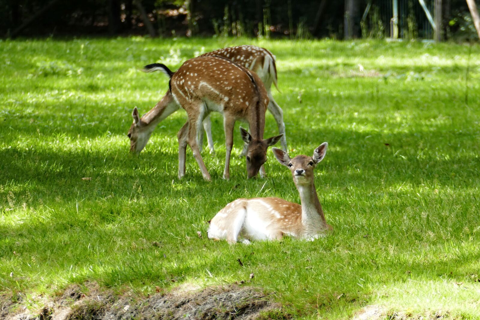 Panasonic Lumix DMC-FZ1000 sample photo. Deer, fallow, mammal photography