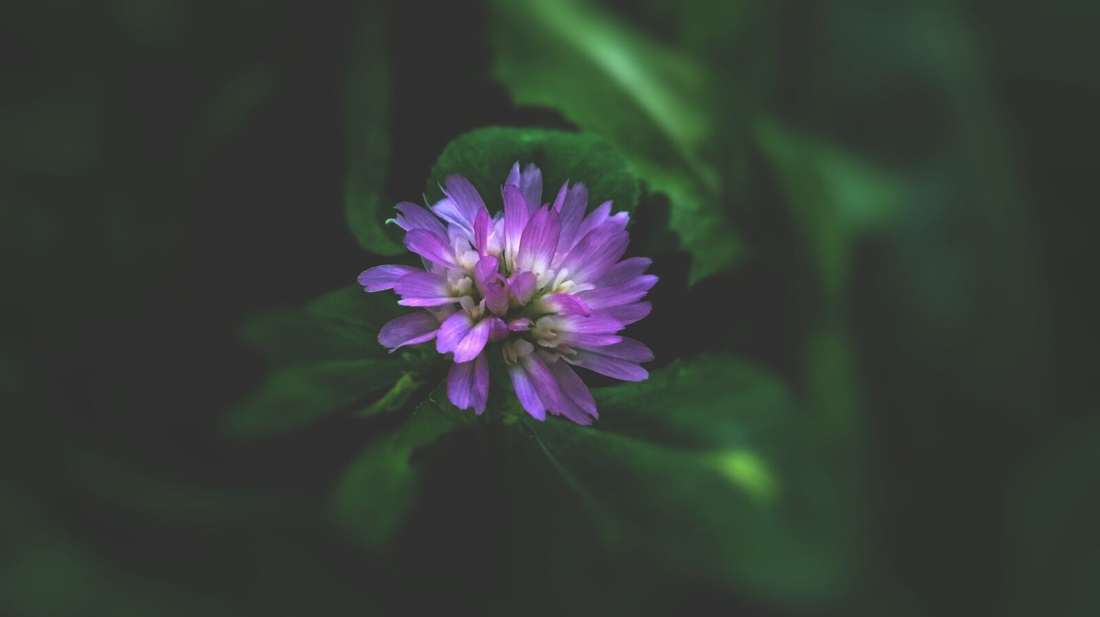 Xiaomi Redmi 4A sample photo. Nature, flora, flower photography