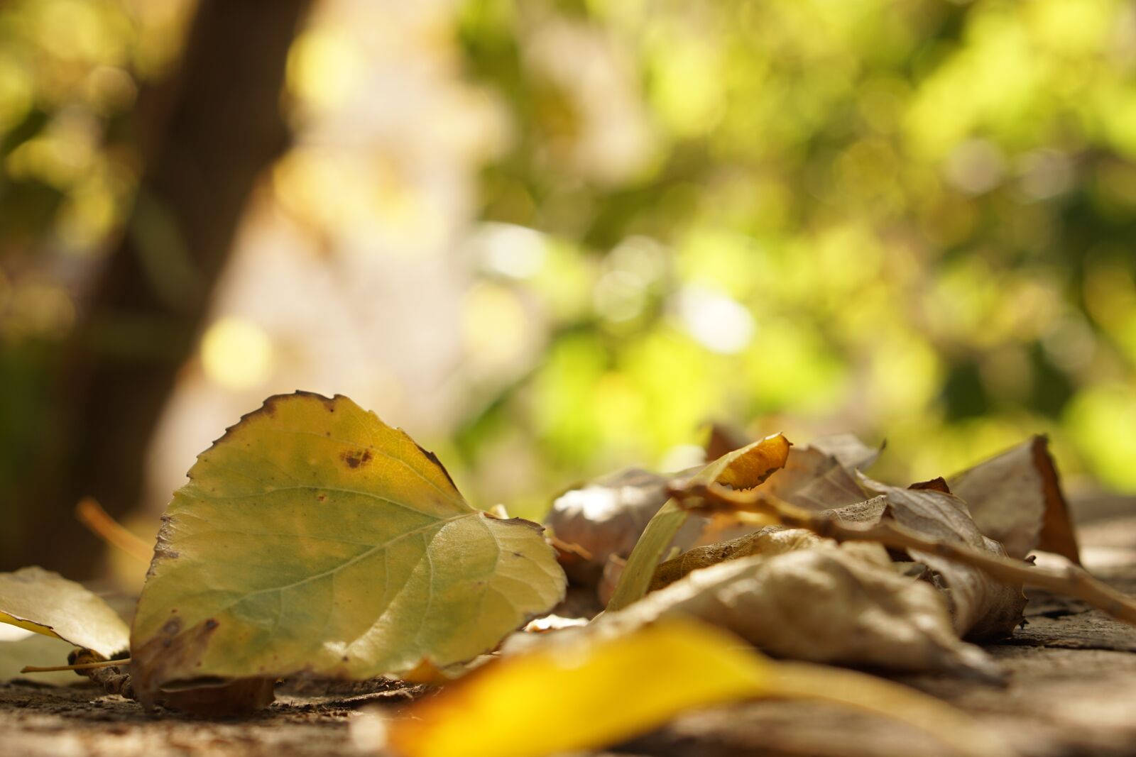 E 50mm F1.8 OSS sample photo. Leaves, autumn, yellow photography