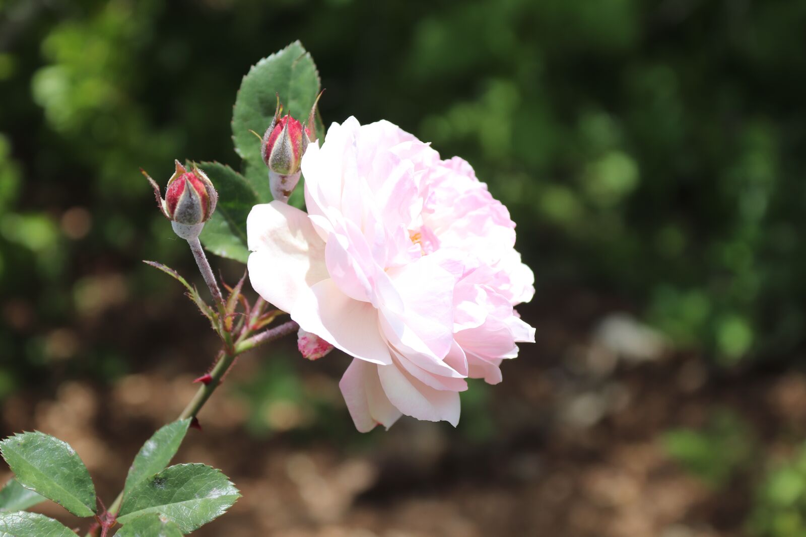 Canon EOS 200D (EOS Rebel SL2 / EOS Kiss X9) sample photo. Flower, rose, leaves photography