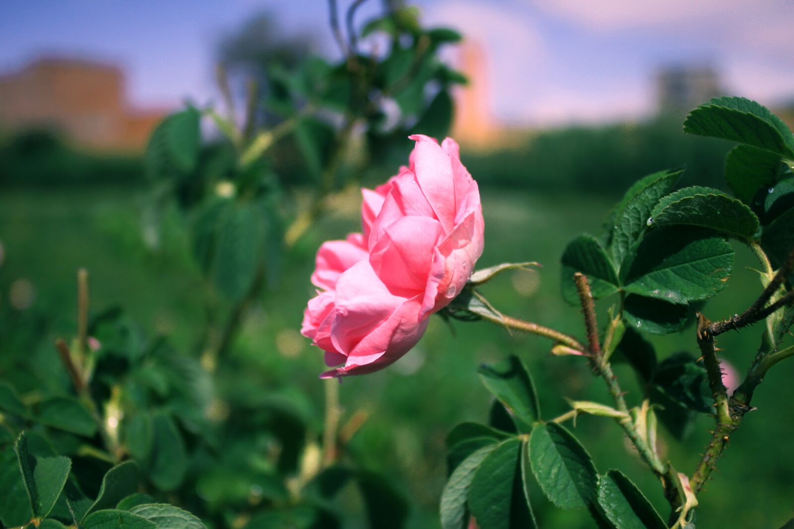 Canon EOS 500D (EOS Rebel T1i / EOS Kiss X3) sample photo. Rose, roses, pink photography