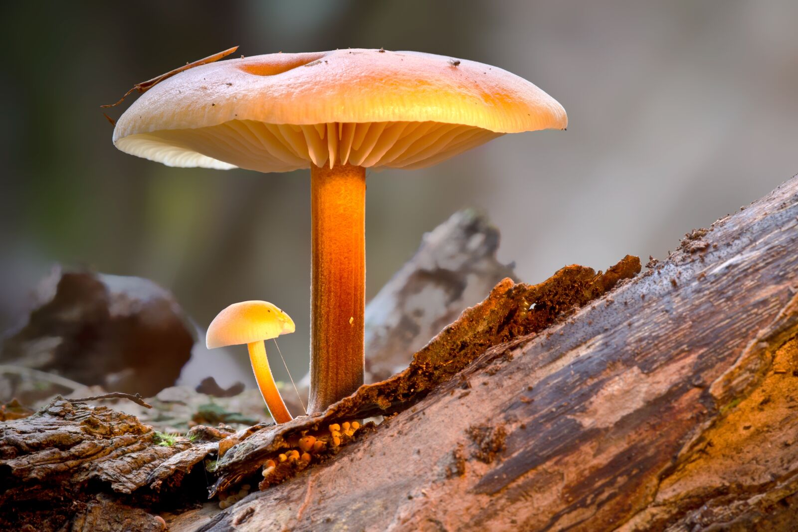 Canon EOS 7D sample photo. Mushroom, velvet foot oyster photography
