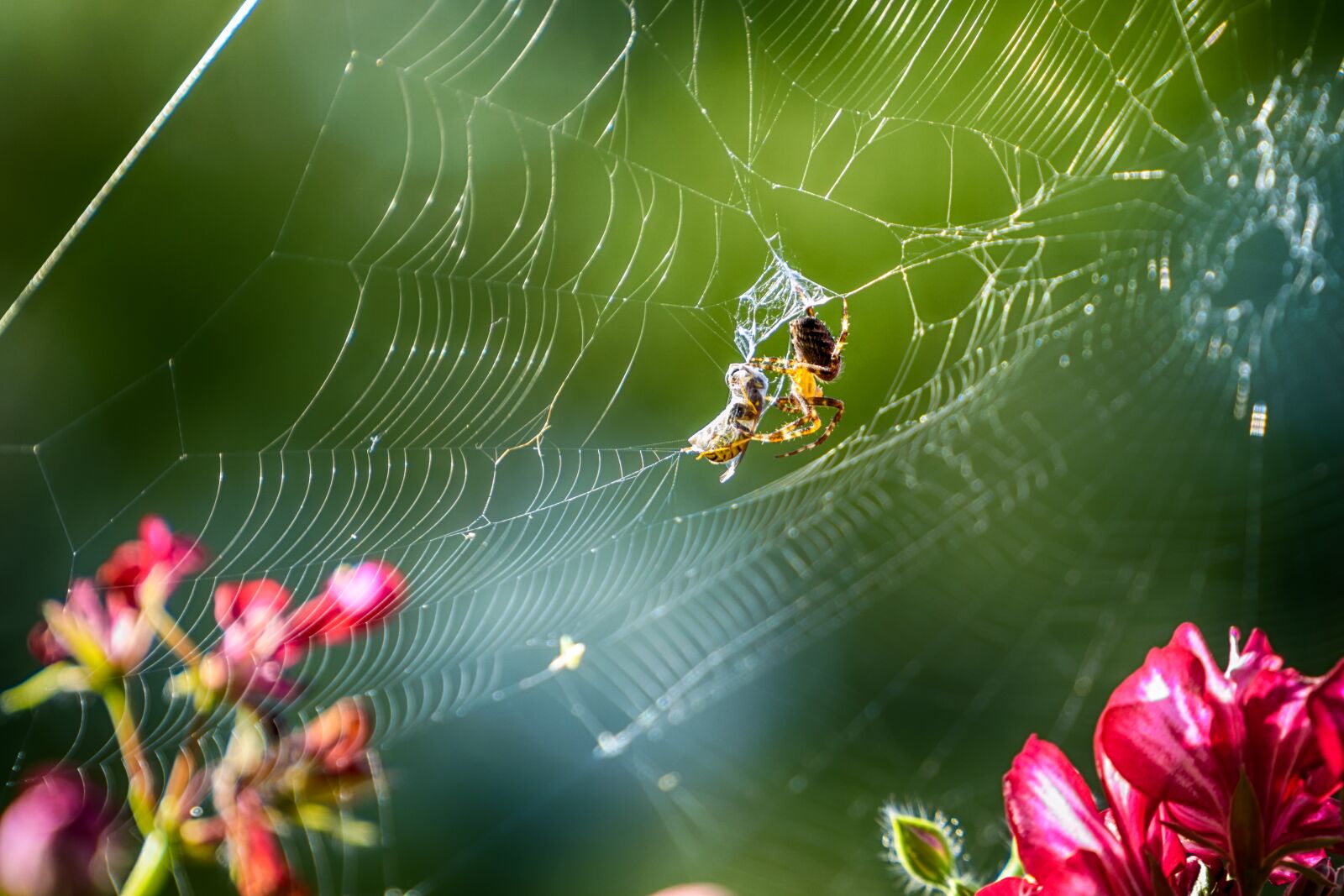 Sony a6000 + Sony FE 70-200mm F4 G OSS sample photo. Spider, wasp, insect photography