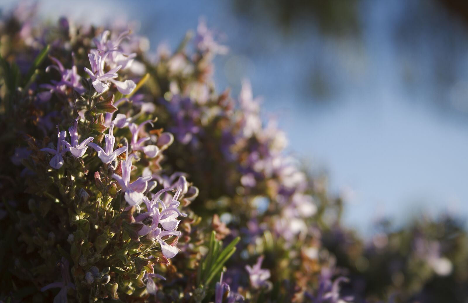 Canon EOS 1000D (EOS Digital Rebel XS / EOS Kiss F) sample photo. Flowers, rosemary photography