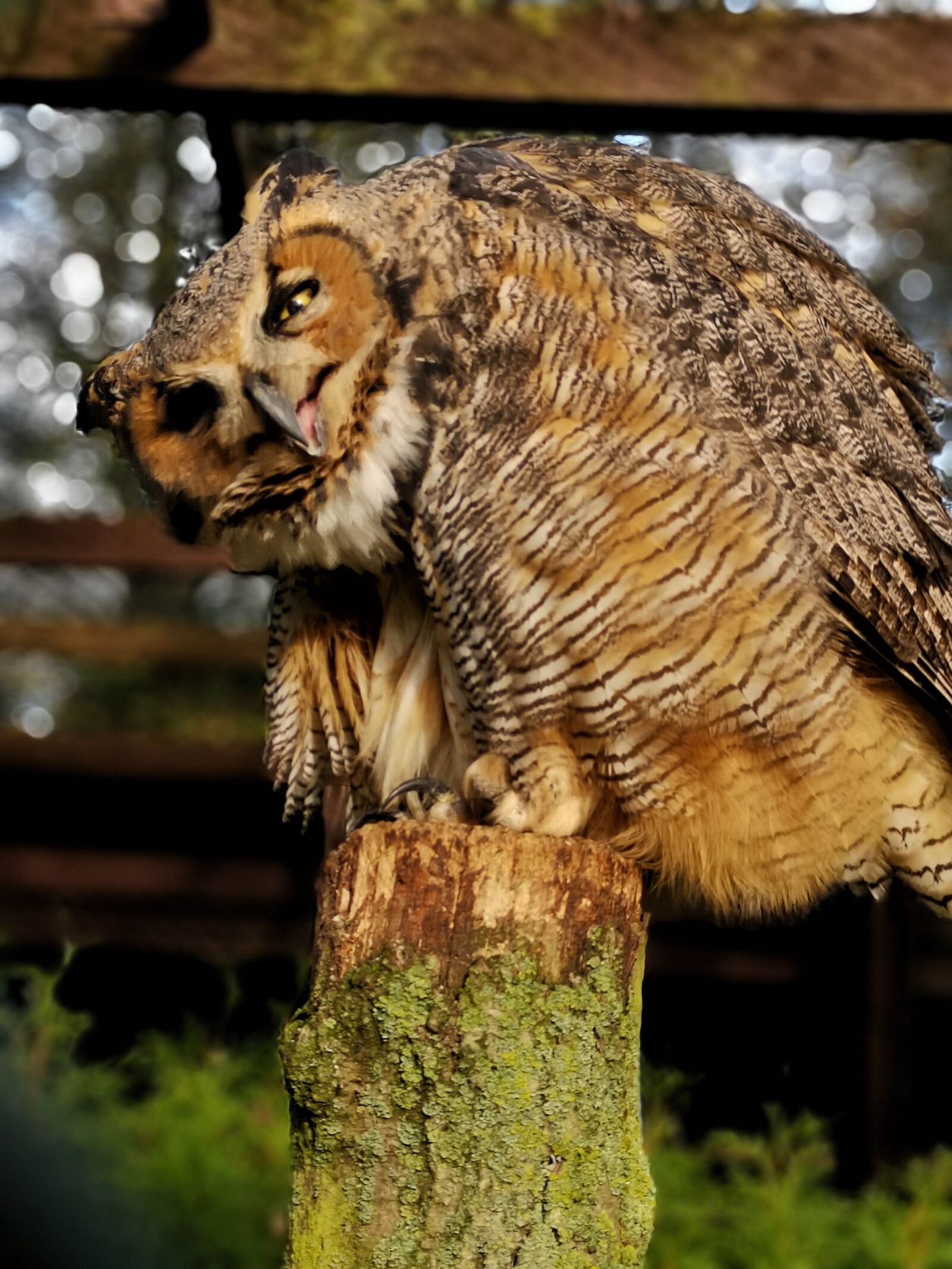 HUAWEI P20 sample photo. Owl, bird, bird park photography