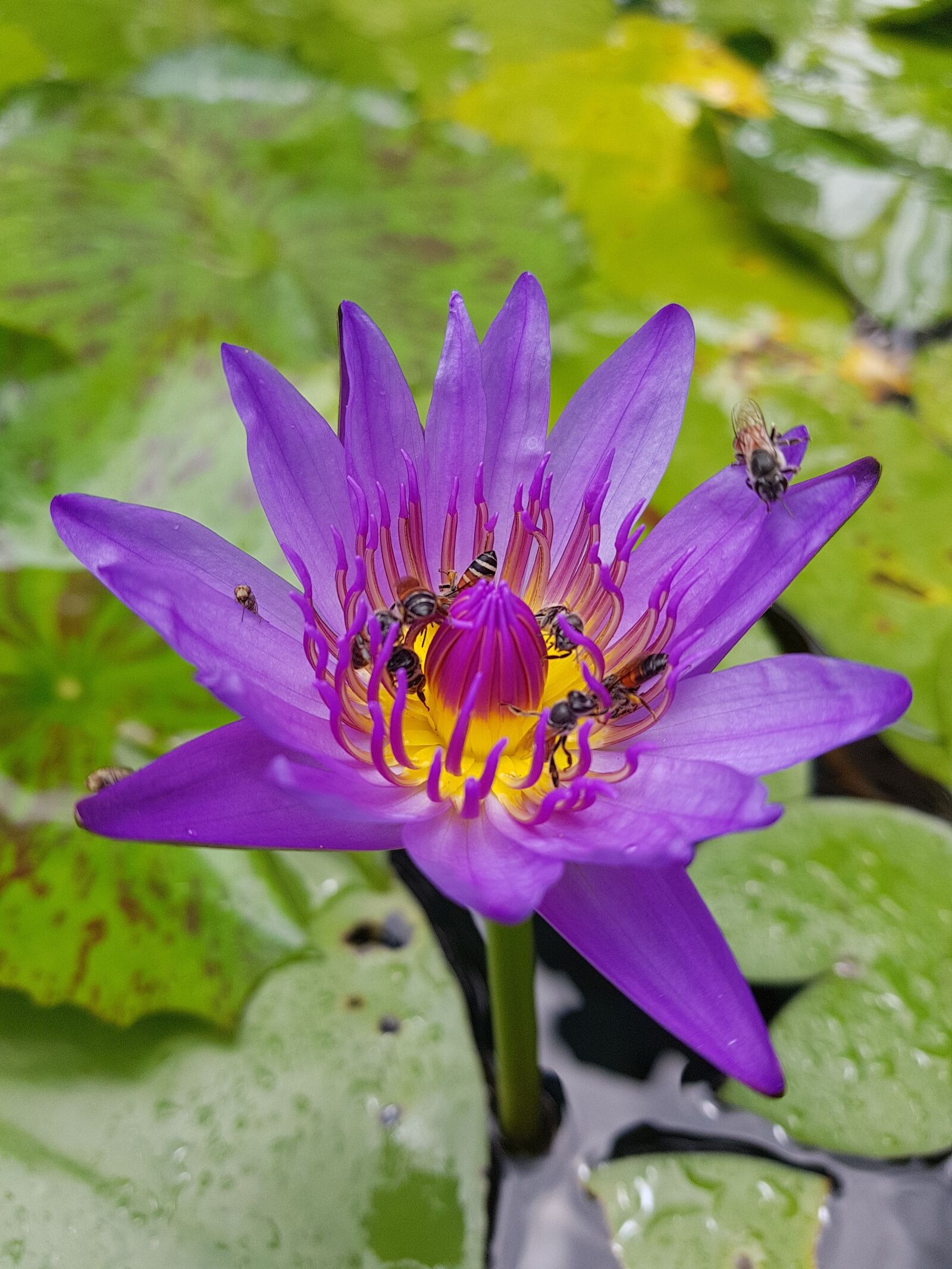 Samsung Galaxy Note Fan Edition sample photo. Lotus, flower, lily photography