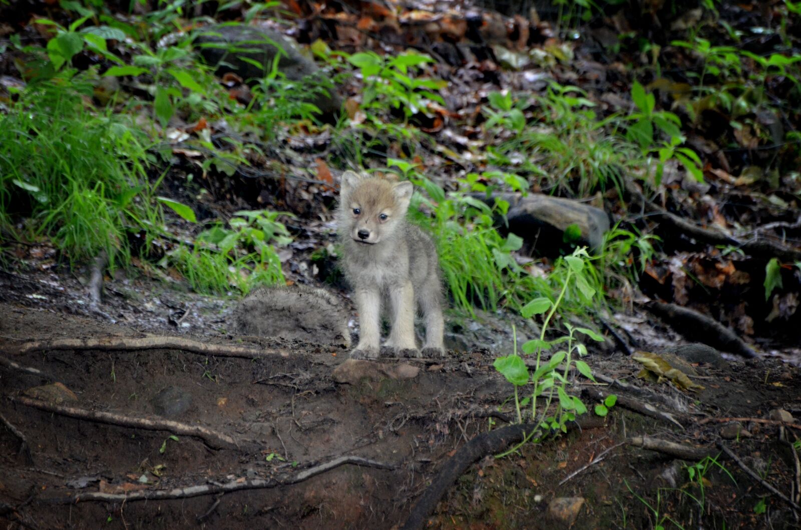 Nikon D7000 sample photo. Carnivore, timber, wolf photography
