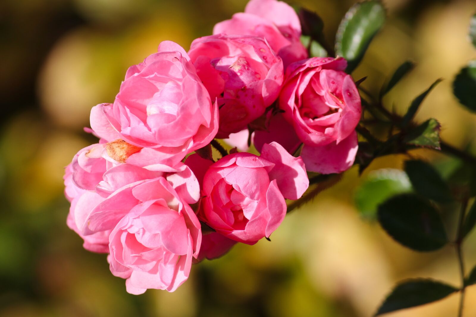 Canon EOS 1100D (EOS Rebel T3 / EOS Kiss X50) sample photo. Roses, pink, rosebush photography