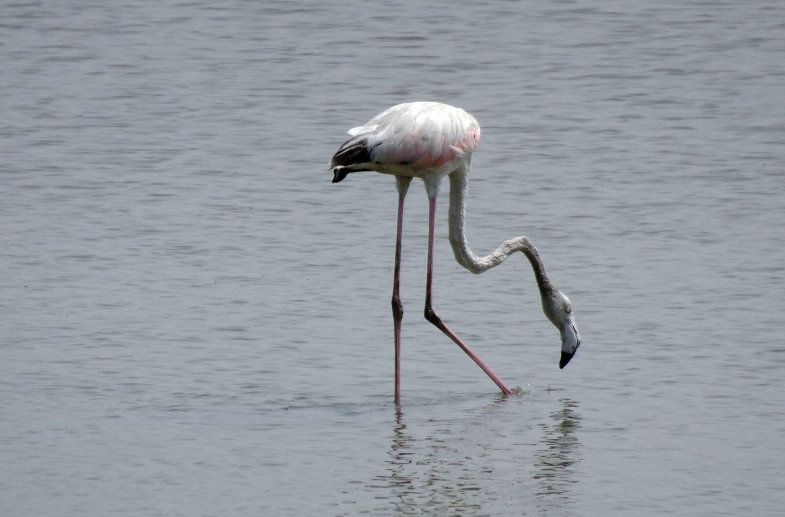 Sony Cyber-shot DSC-HX90V sample photo. Bird, greater flamingo, juvenile photography