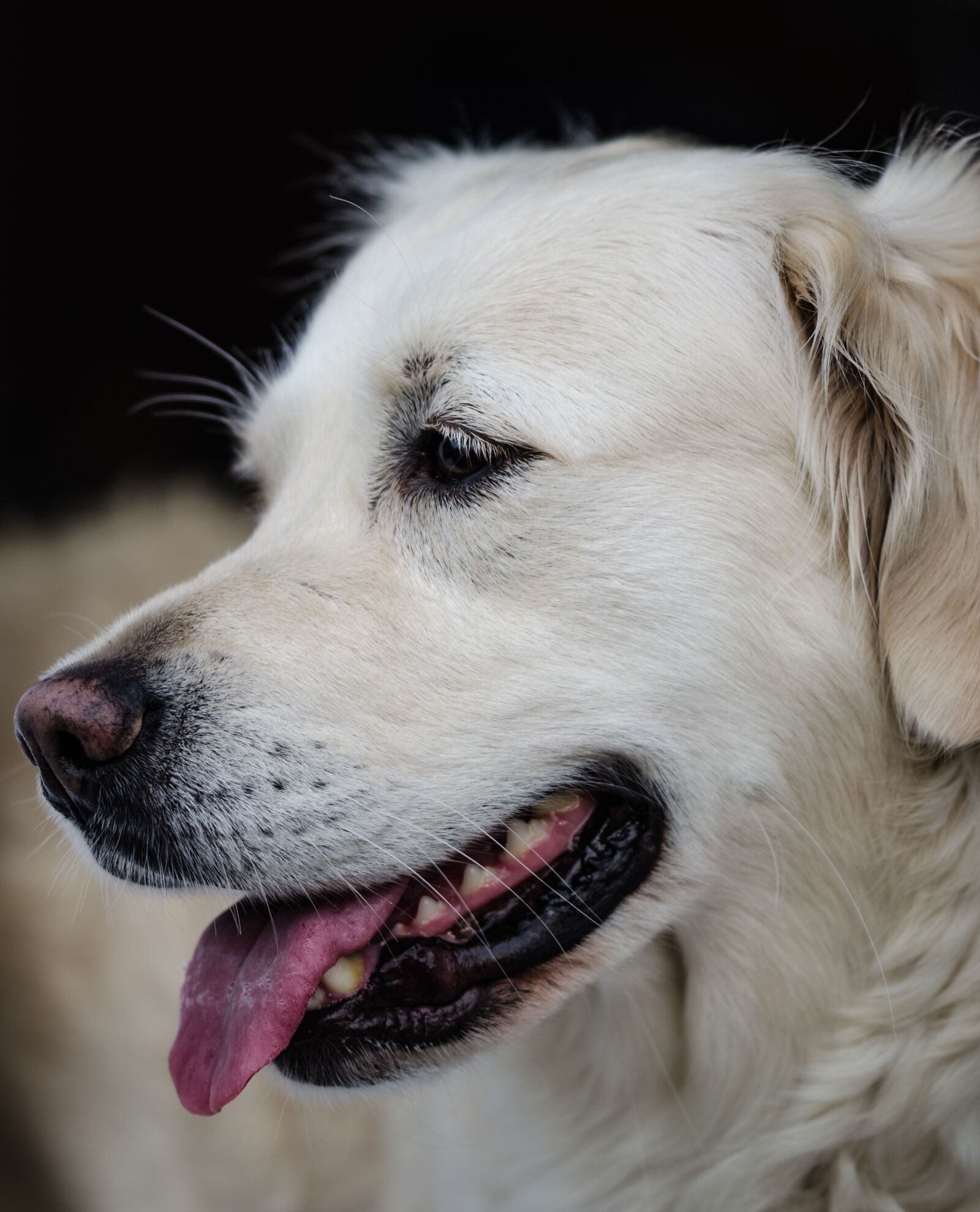 Nikon D5100 sample photo. Pet photography, dog, dog photography
