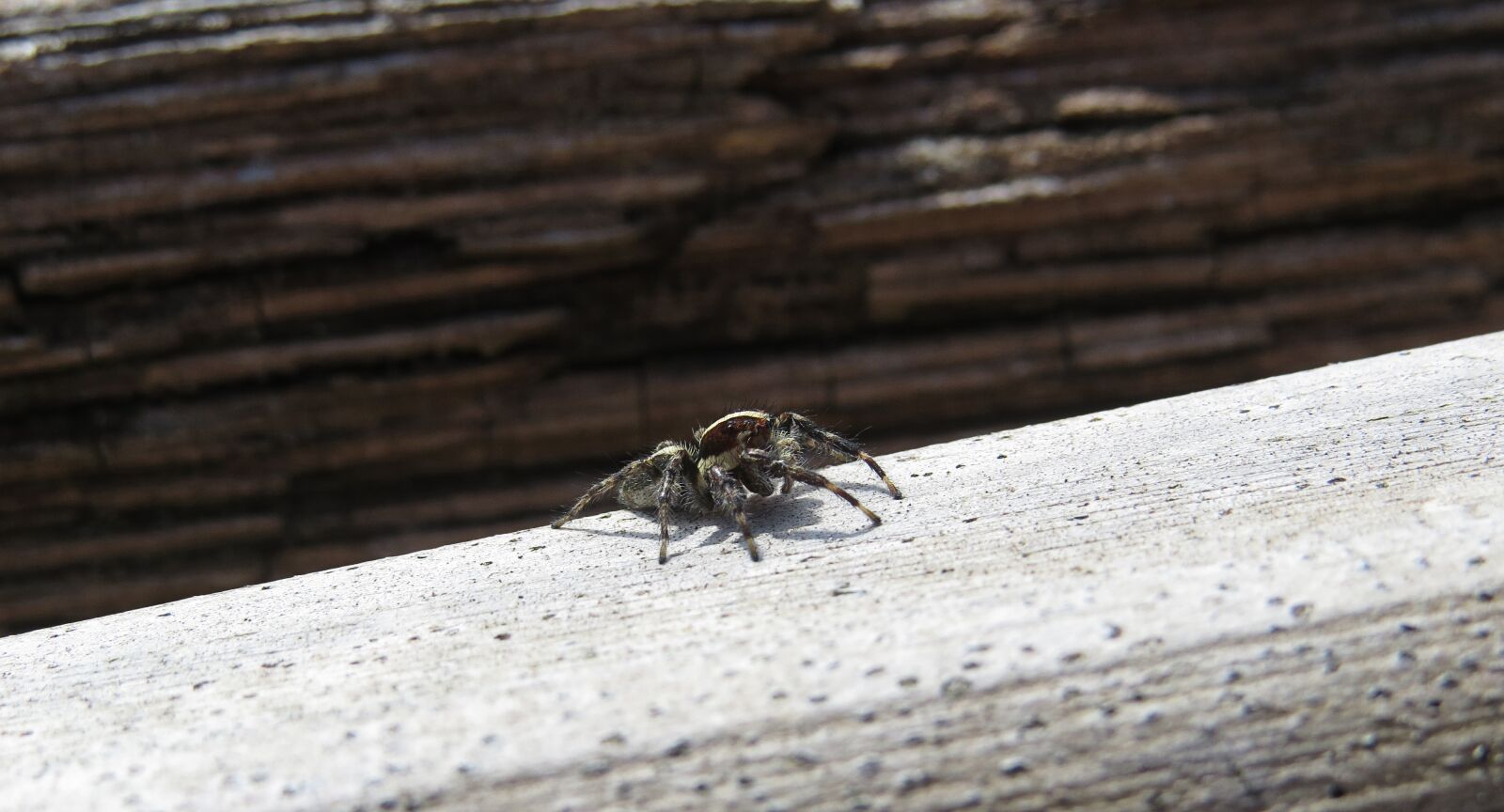Canon PowerShot SX50 HS sample photo. Nature, insect, spider photography