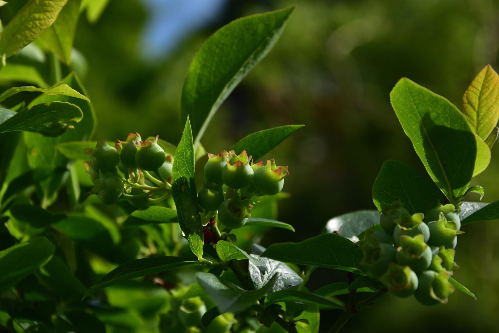 Nikon D3400 sample photo. Blueberry, fruits, twig photography