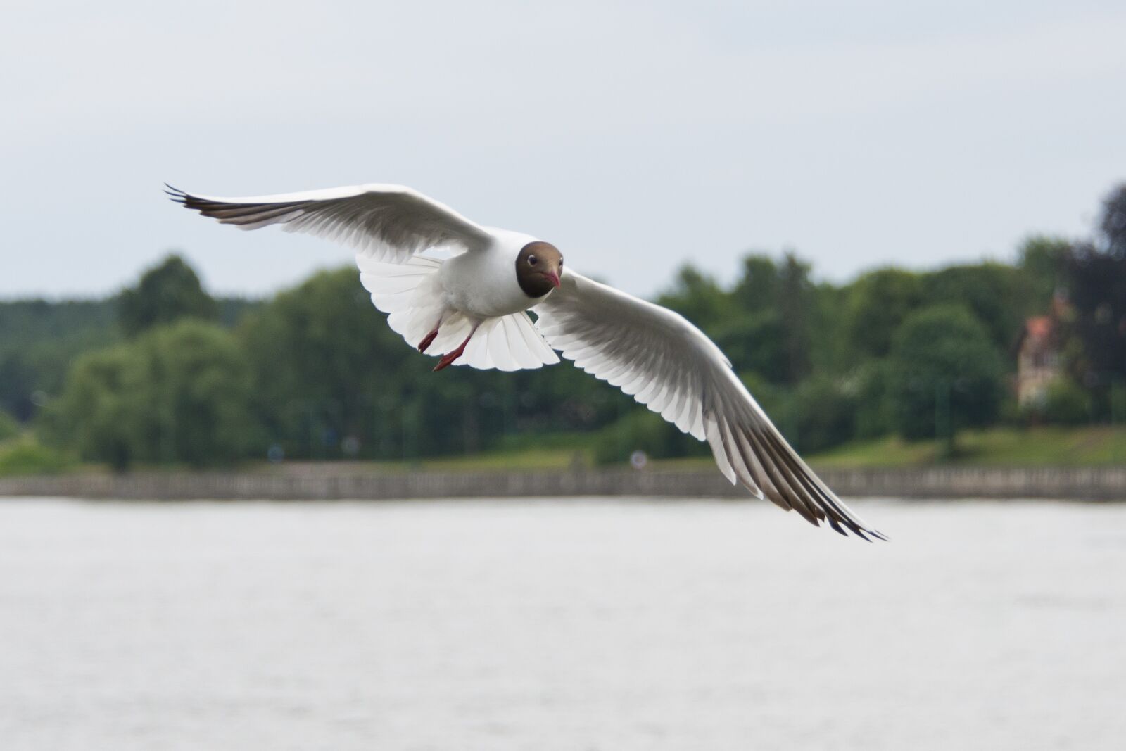 Nikon D800 sample photo. Seagulls, gulls, little gull photography