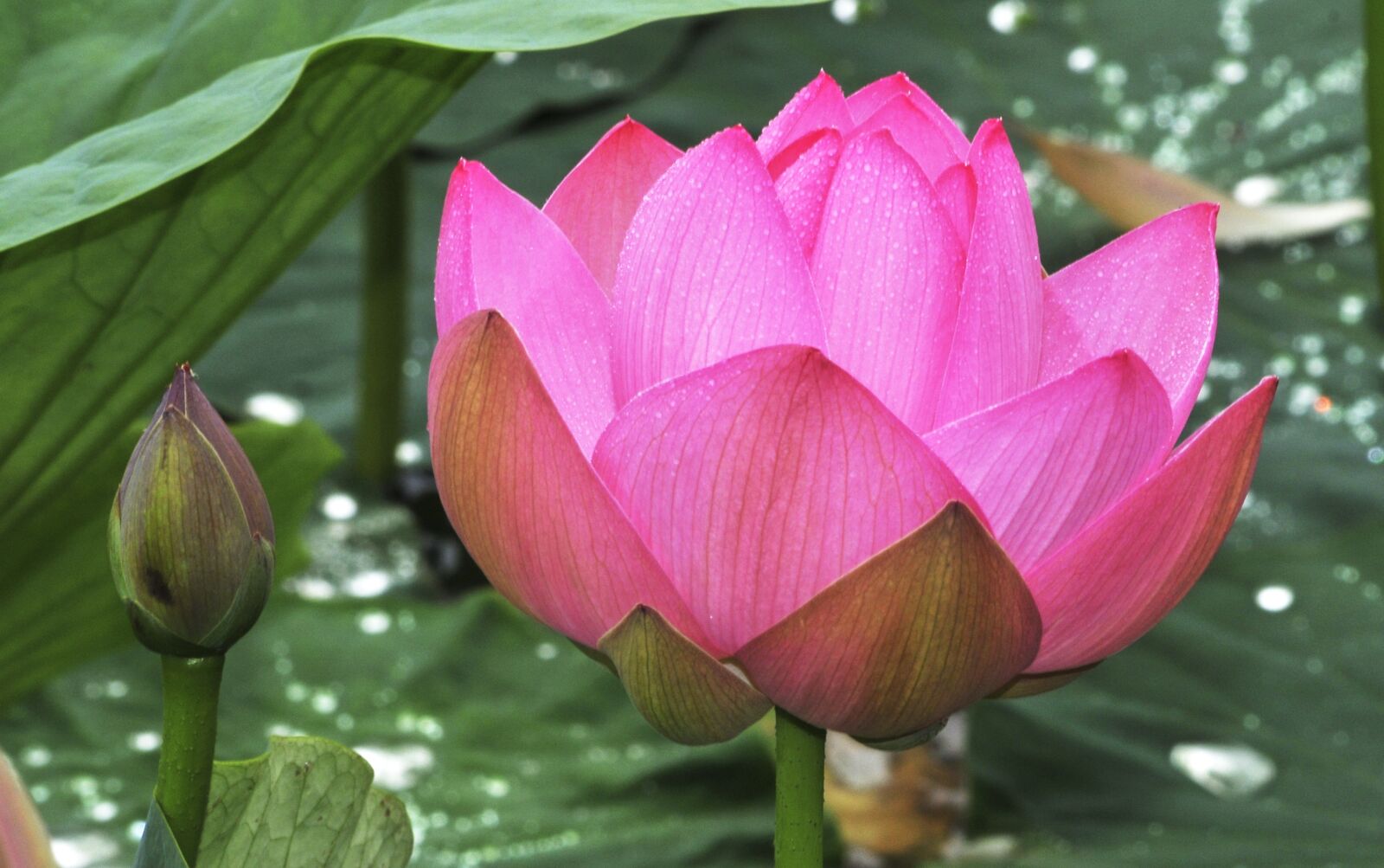 Nikon D300 sample photo. Lotus, flower, pond photography
