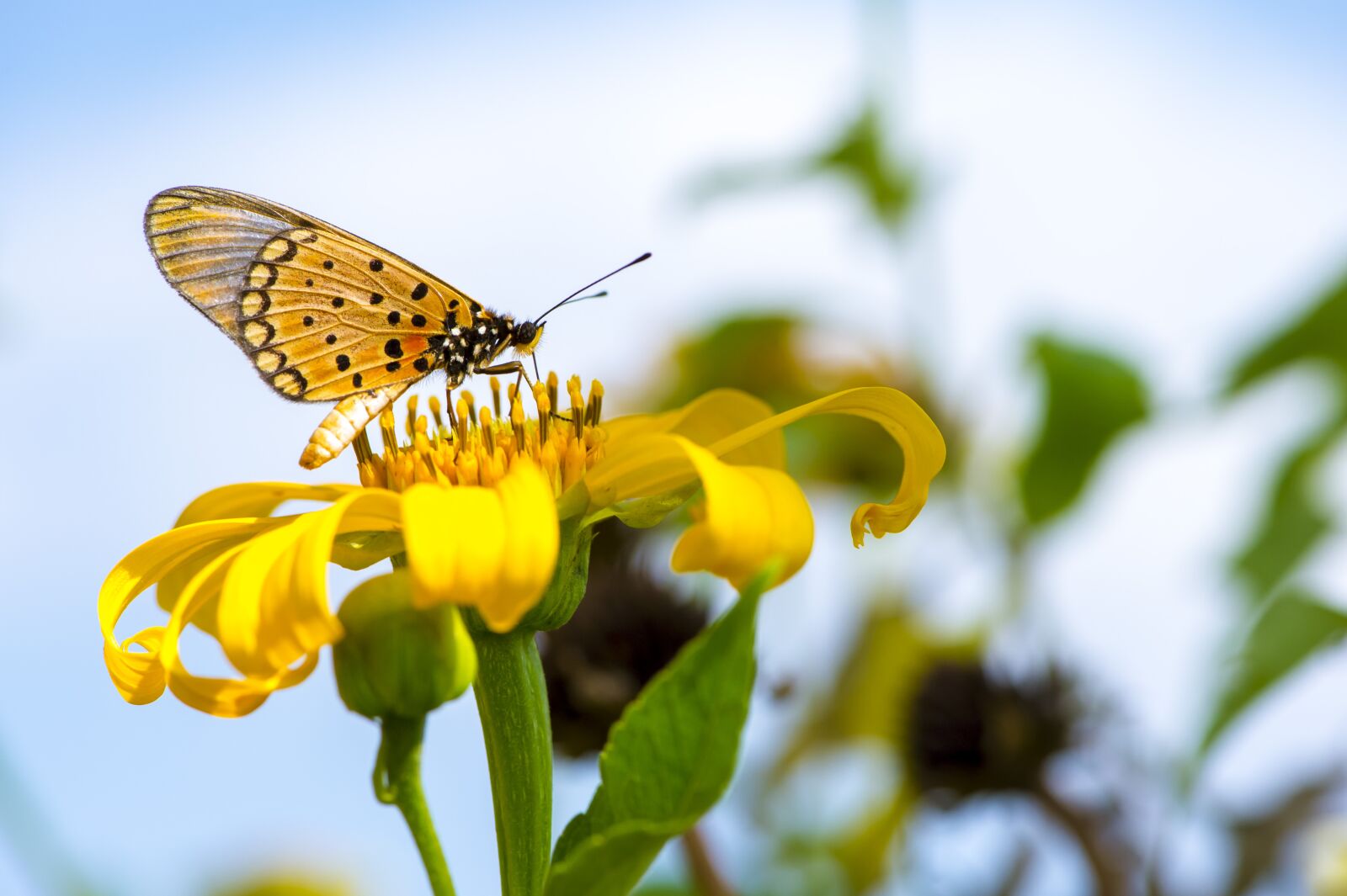 Nikon D4S sample photo. Butterfly, macro, flower photography