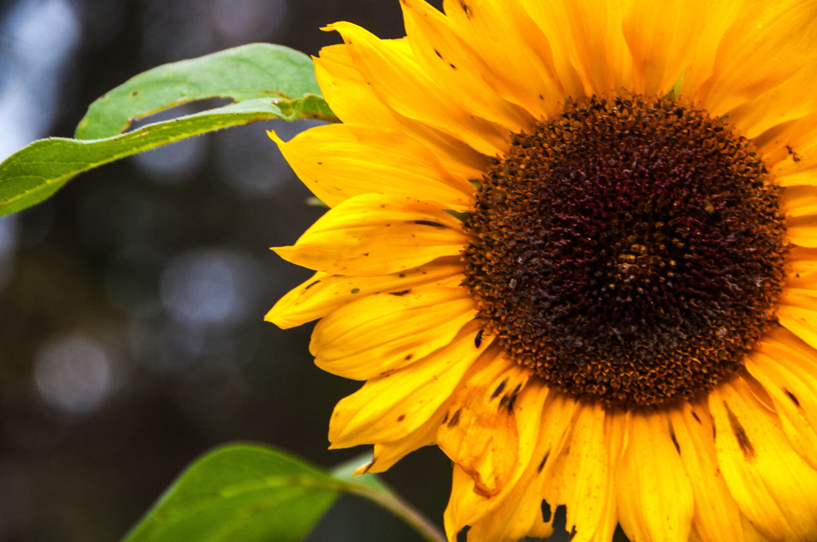 Nikon D300 sample photo. Sun, flower, sunflower, yellow photography