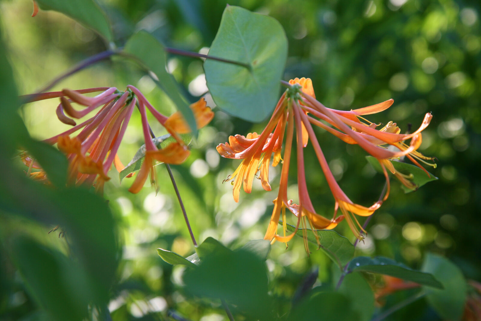 Canon EOS 5D sample photo. Flower photography