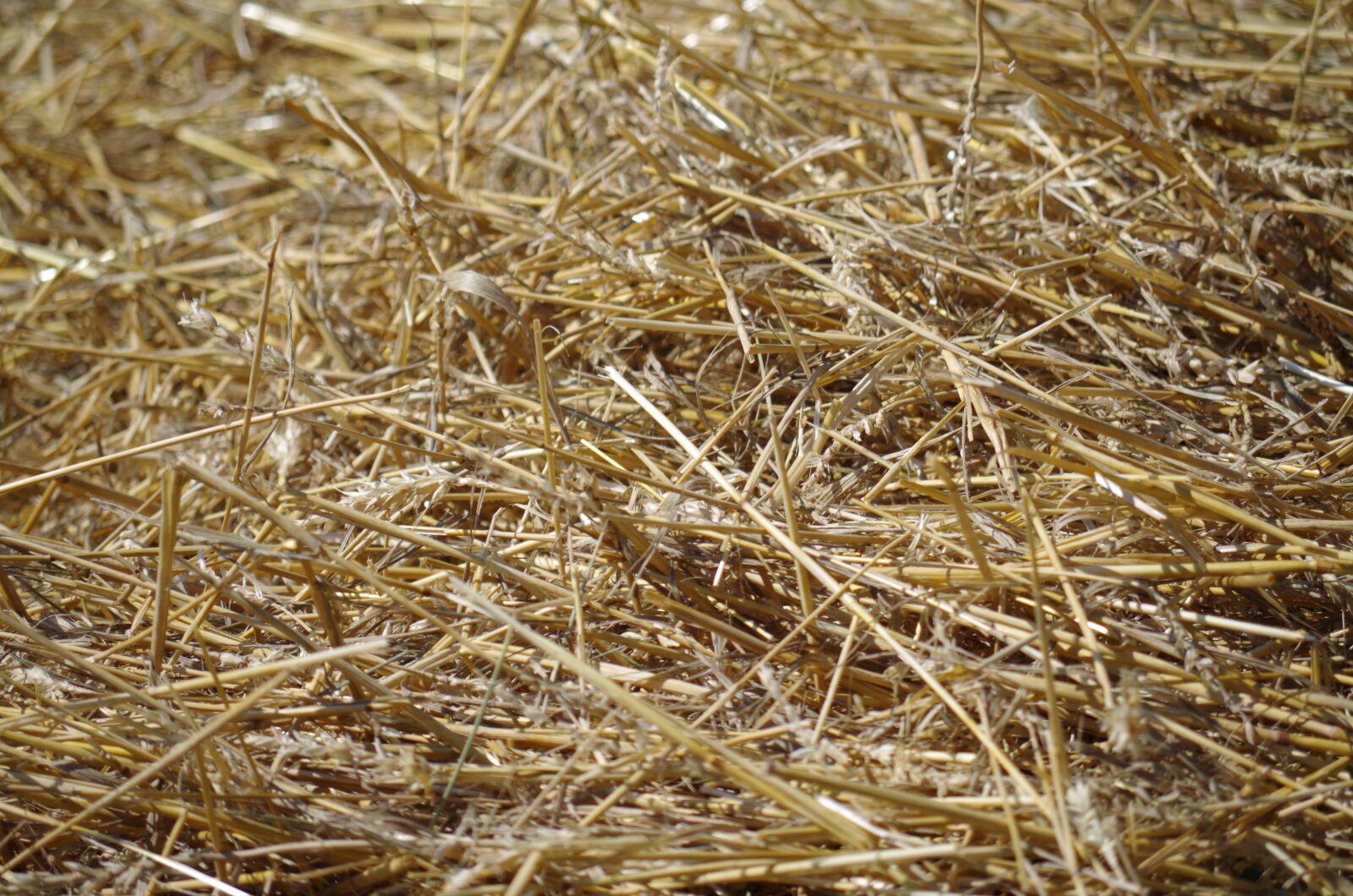 Pentax K-500 sample photo. Hay, straw, dry photography