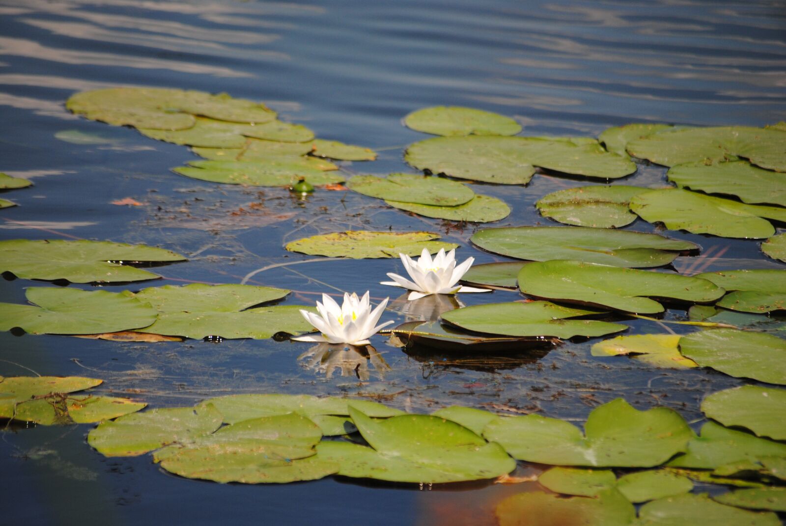Nikon D3000 sample photo. Lake, nature, landscape photography