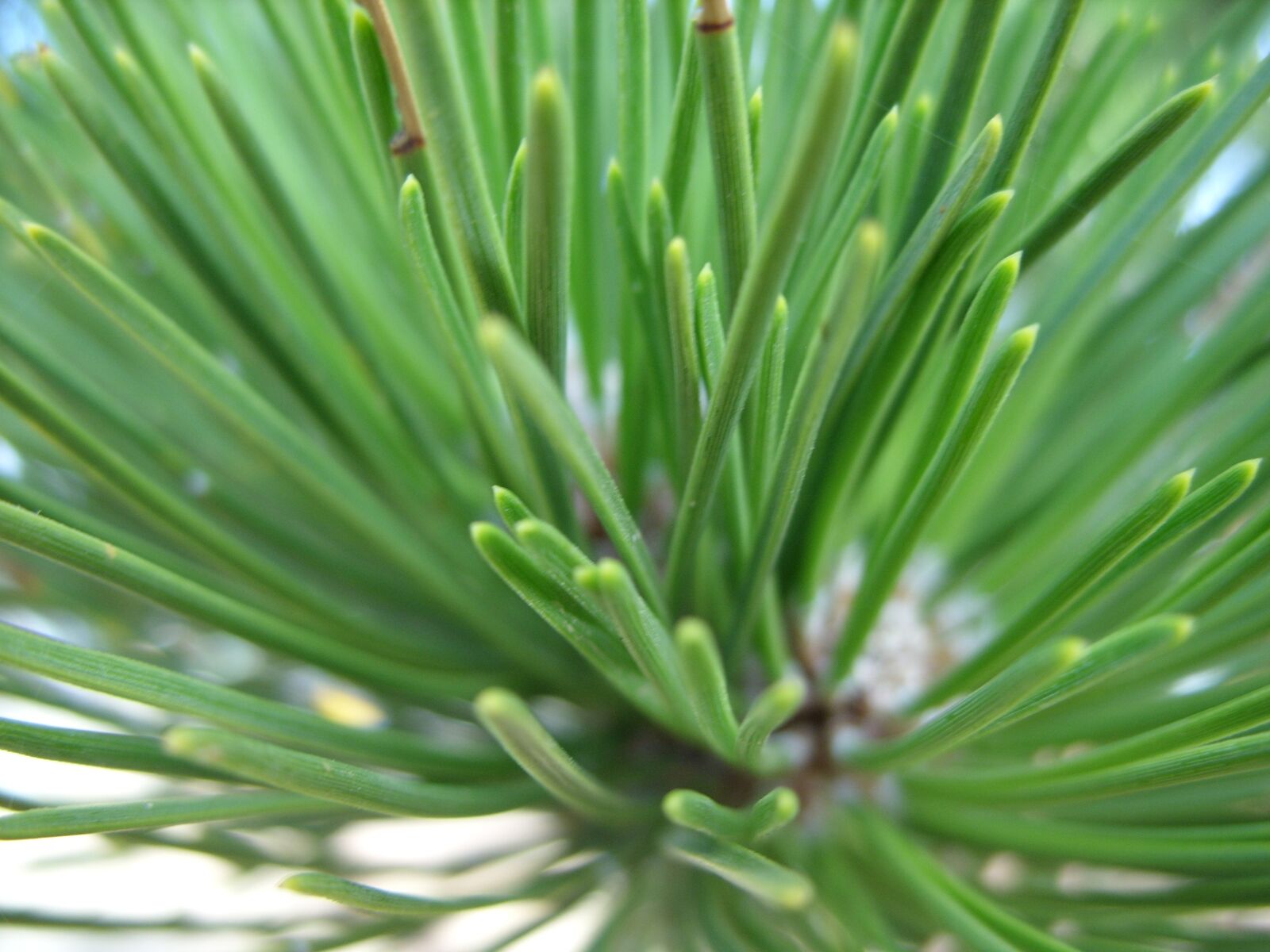 Samsung S850 sample photo. Pine, close up, forest photography