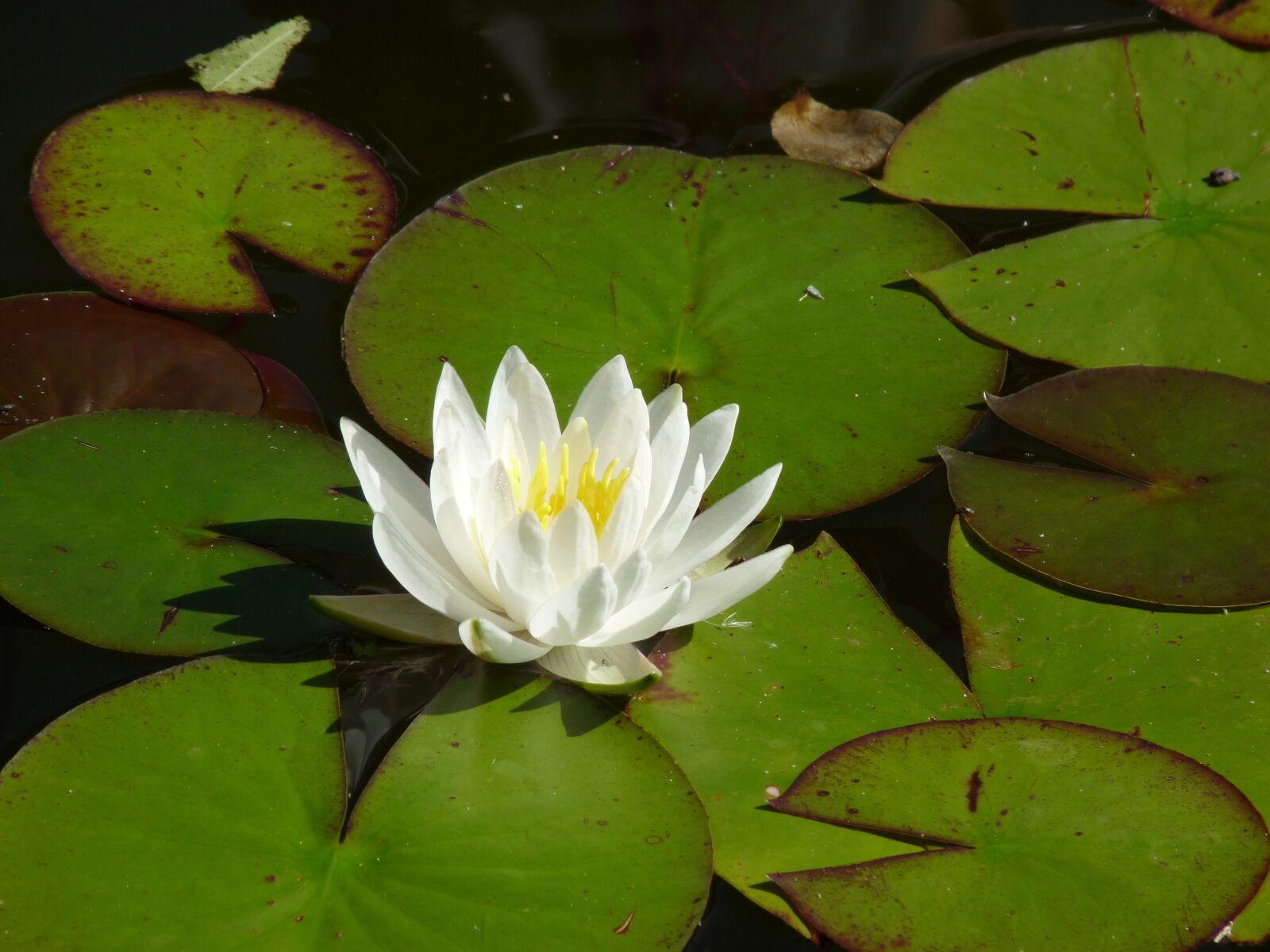Panasonic Lumix DMC-FZ28 sample photo. Water lily, flower, plant photography