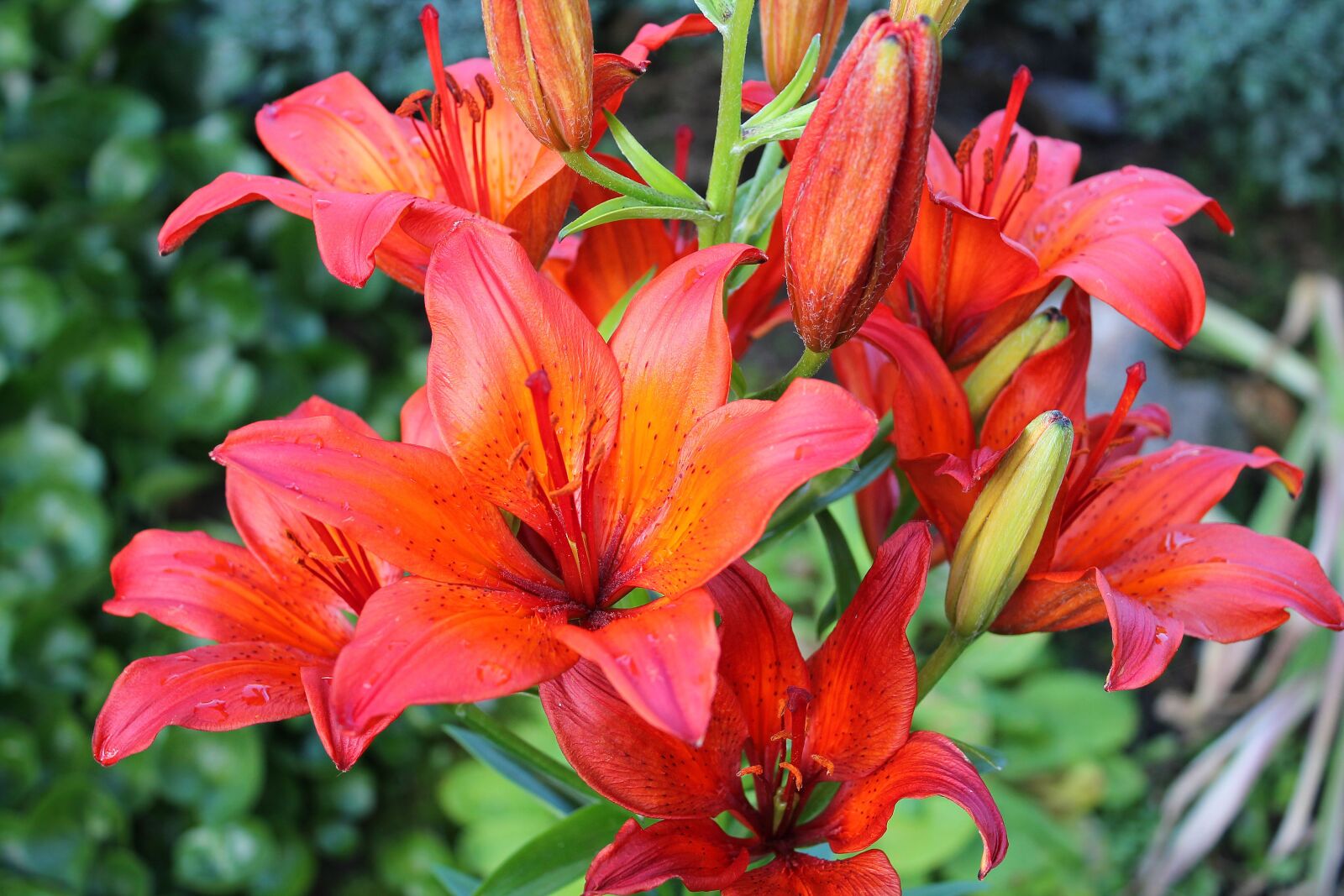 Canon EOS 1100D (EOS Rebel T3 / EOS Kiss X50) sample photo. Lilies, red, orange photography