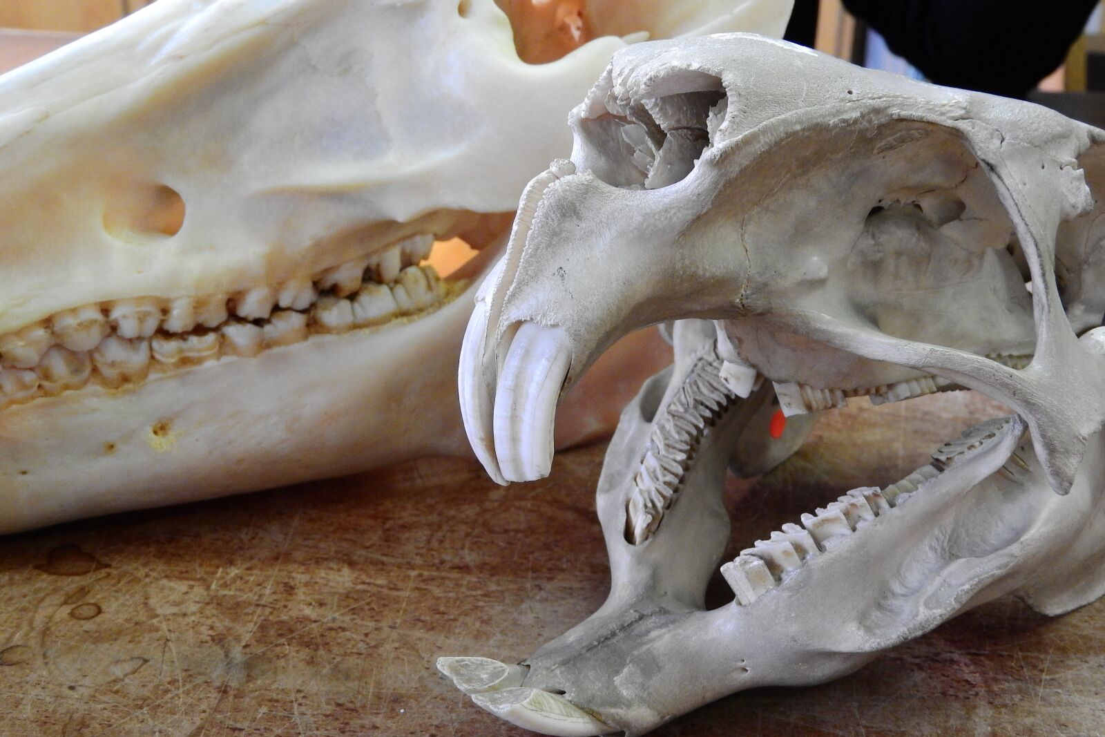 Nikon Coolpix P610 sample photo. Skull, skeleton, teeth photography