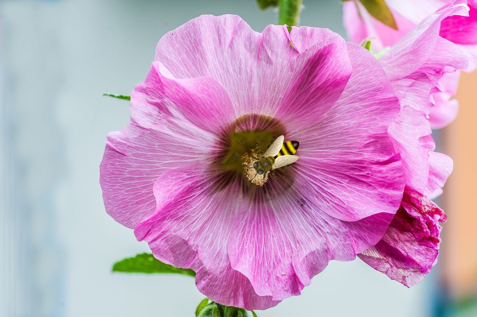 Nikon D700 sample photo. Blossom, bloom, bee photography