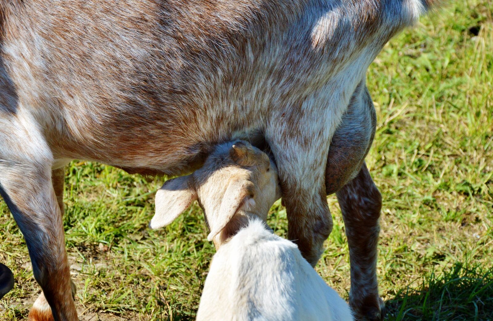 Nikon D3200 sample photo. Goat, prima donna, geiss photography