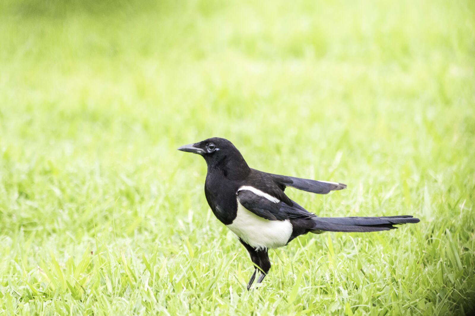 Nikon D5500 sample photo. Bird, wildlife, nature photography