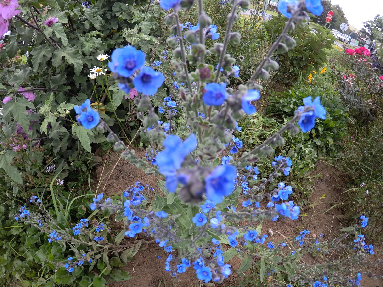 GoPro Hero5 Black sample photo. Blue, blue, flowers, field photography