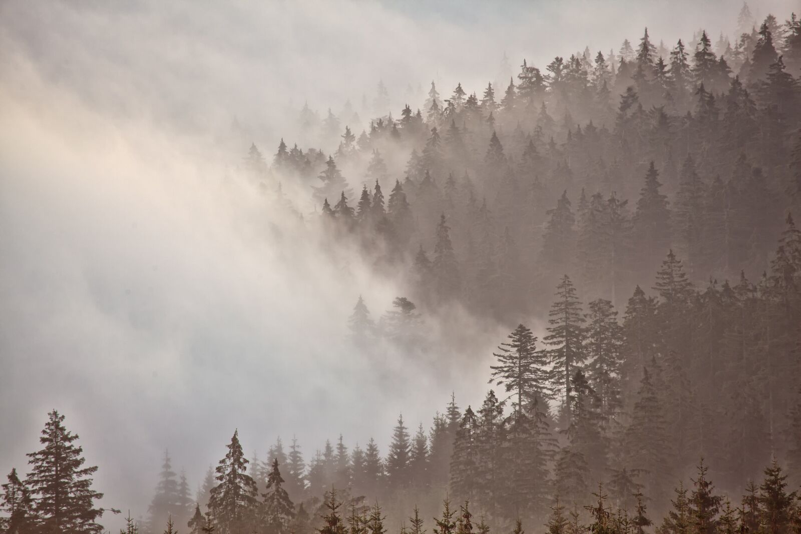 Canon EOS 5D Mark II sample photo. Morgenstimmung, forest, fog photography
