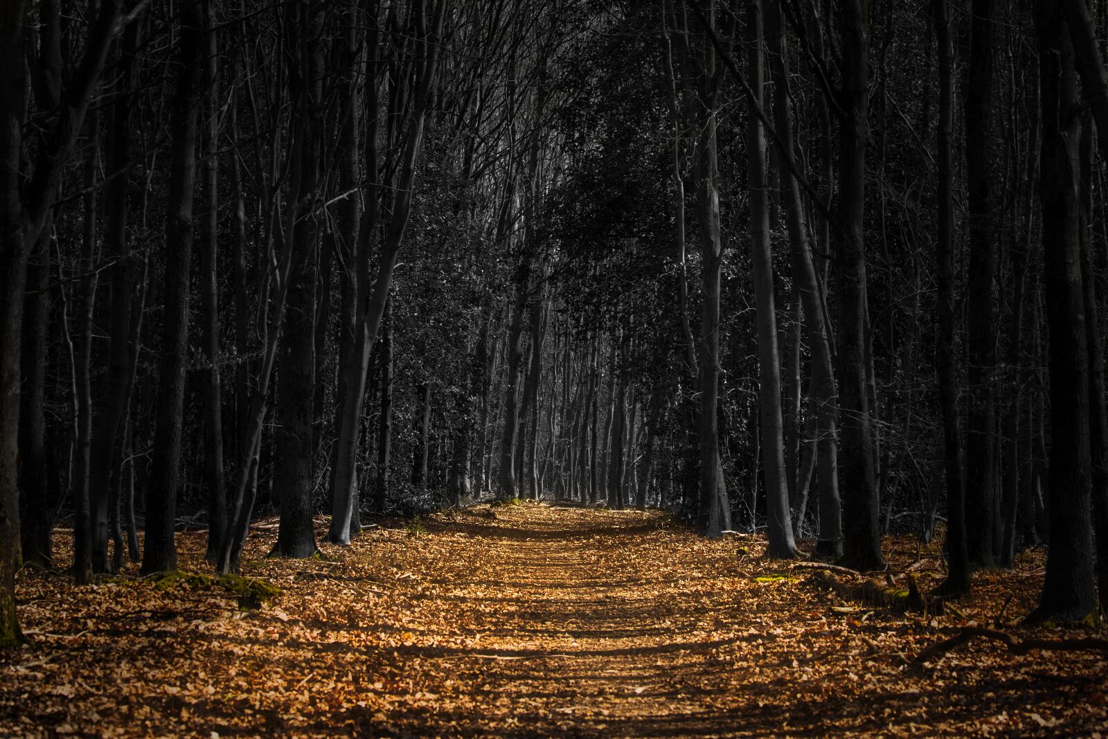 Canon EOS RP sample photo. Forest path, trees, nature photography