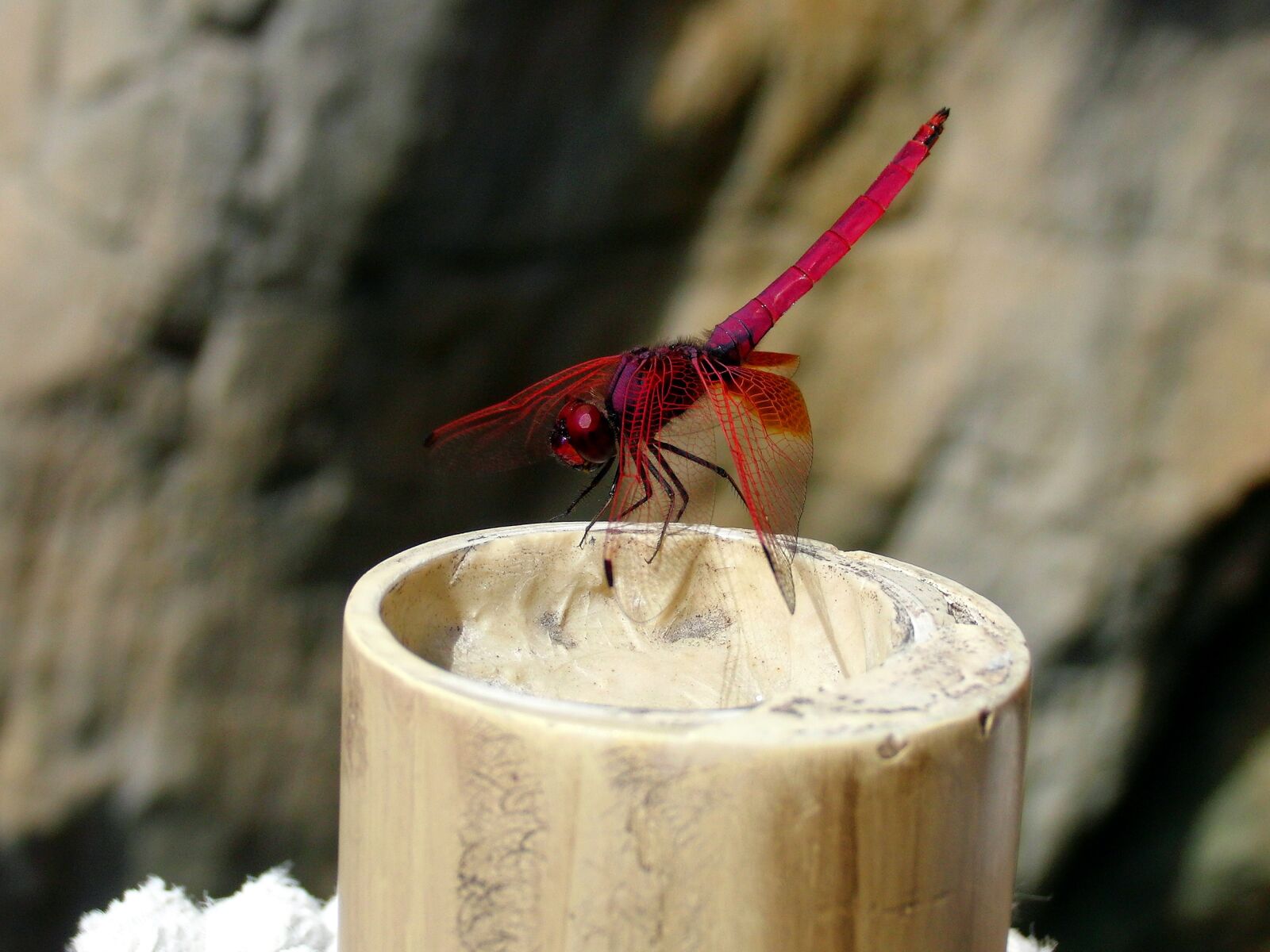 CASIO EX-FC100 sample photo. Red dragonfly, dragonfly, insect photography